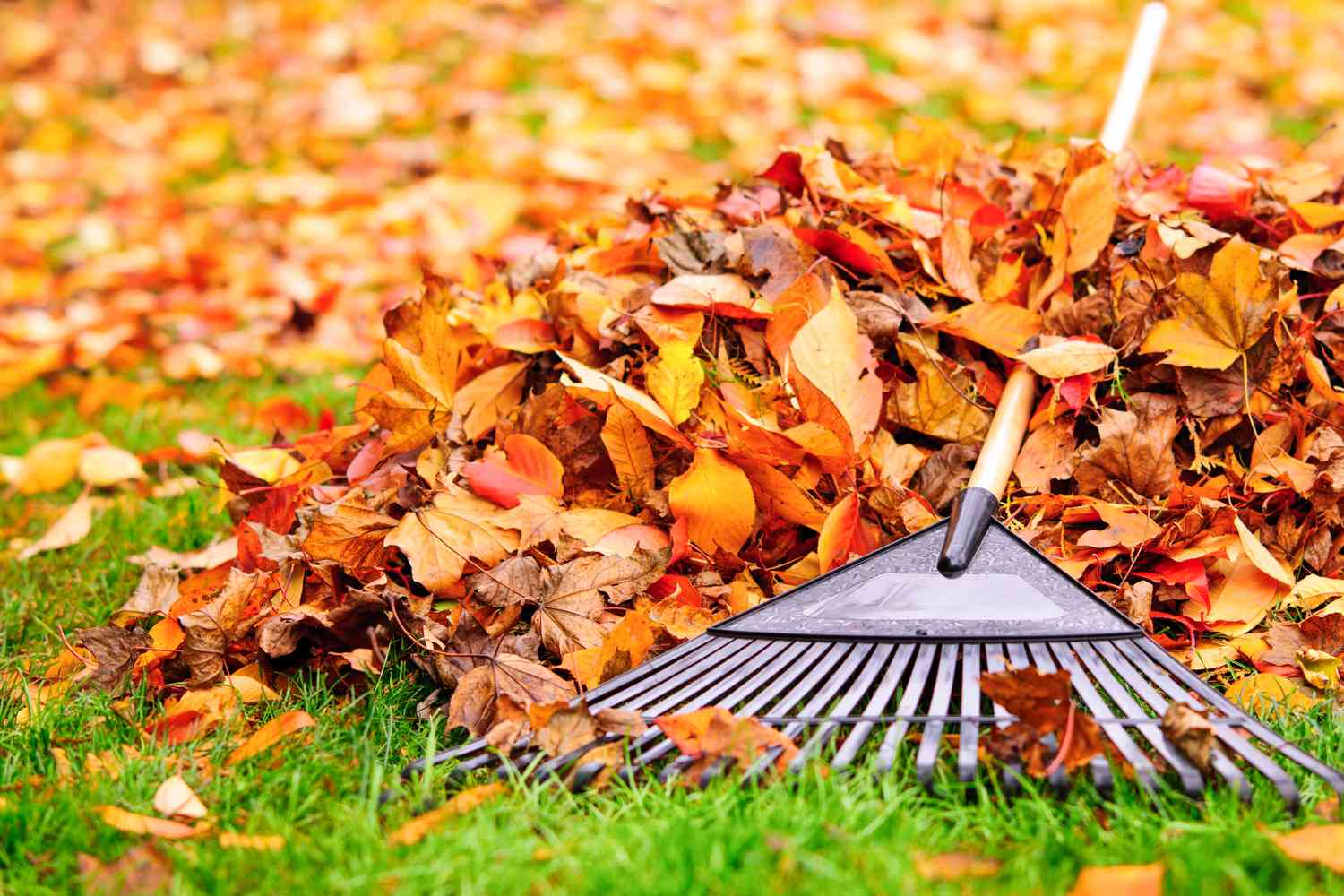 Yard cleanup